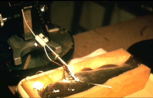 implantatie
                      procedure
